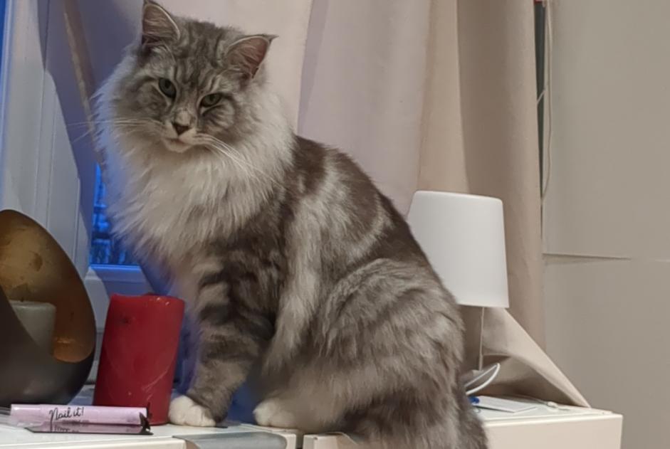 Alerte Disparition Chat croisement Mâle , 3 ans Sucy-en-Brie France