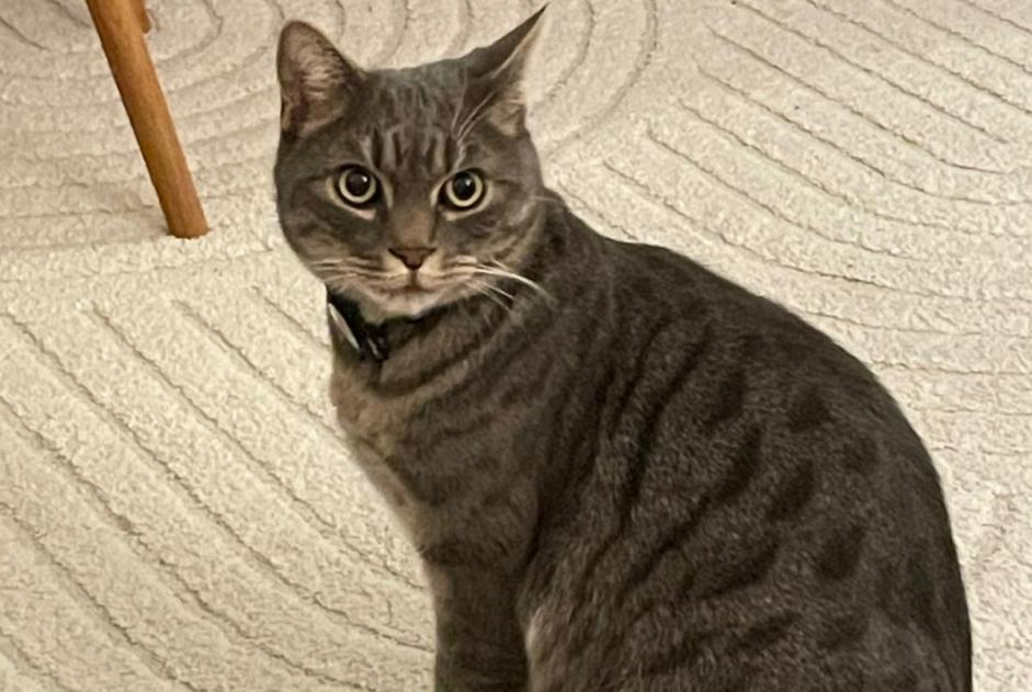 Alerte Disparition Chat croisement Mâle , 5 ans Rosiers-d'Égletons France