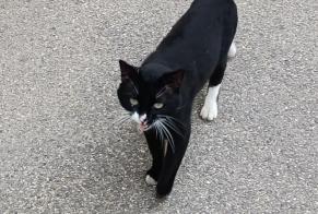 Alerte Découverte Chat Inconnu Marseille France