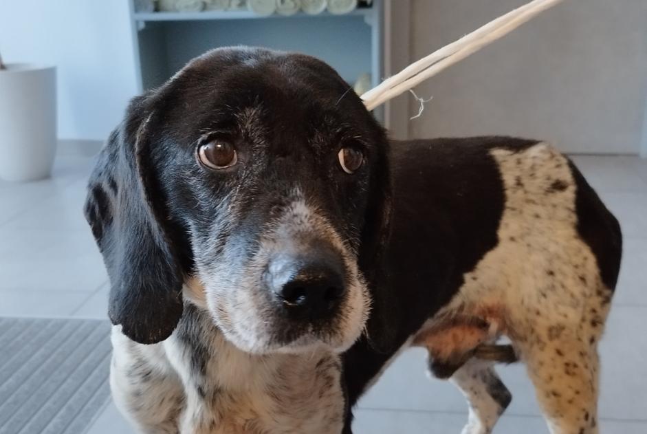 Alerte Découverte Chien croisement Mâle Montsenelle France