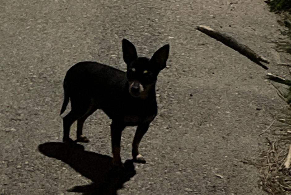 Alerte Découverte Chien Inconnu Lucciana France