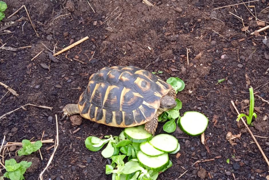 Alerte Disparition Tortue Femelle Ascain France