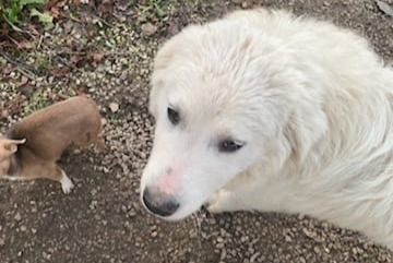 Avviso scomparsa Cane  Femmina , 1 anni Thollon-les-Mémises Francia