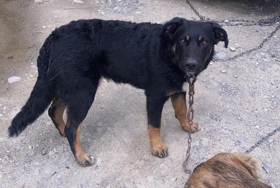 Avviso scomparsa Cane incrocio di razze Maschio , 2 anni Châteauroux-les-Alpes Francia