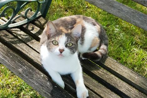 Avviso scomparsa Gatto Femmina , 9 anni Neuvicq-le-Château Francia