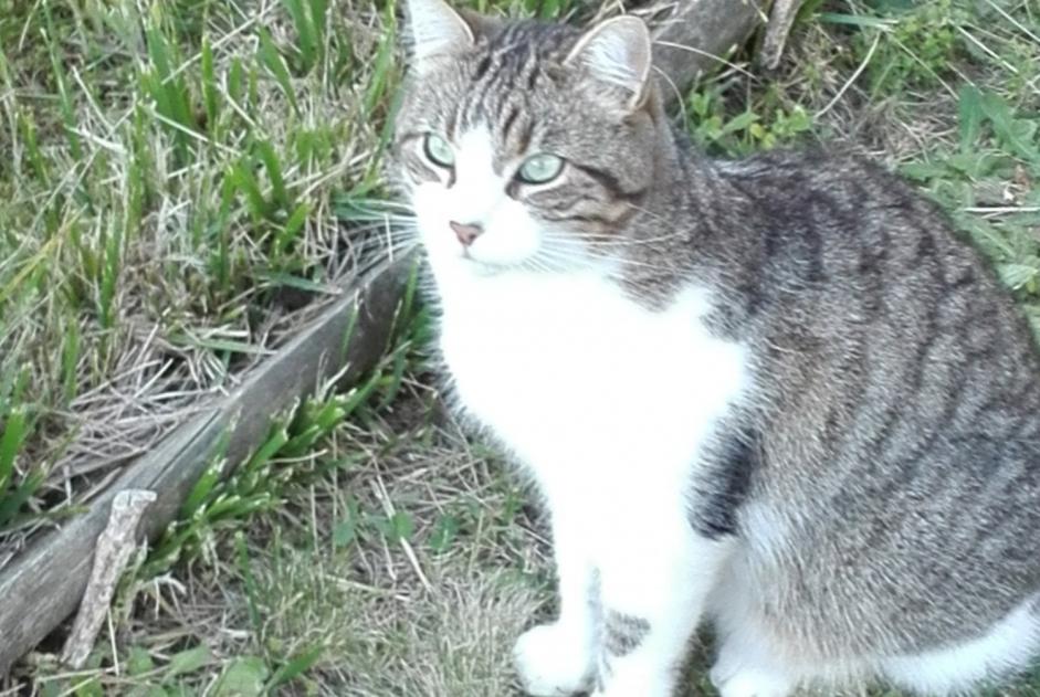 Avviso scomparsa Gatto  Maschio , 9 anni Vertou Francia