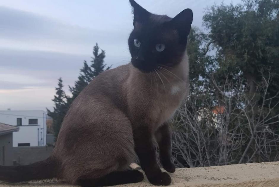 Avviso scomparsa Gatto  Maschio , 6 anni Perpignan Francia