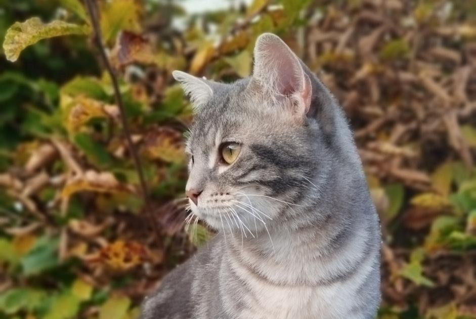 Avviso scomparsa Gatto incrocio di razze Maschio , 1 anni Cesson Francia