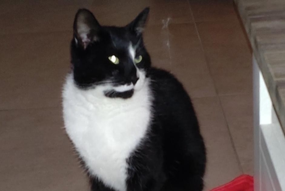 Avviso scomparsa Gatto  Maschio , 4 anni Pont-à-Celles Belgio