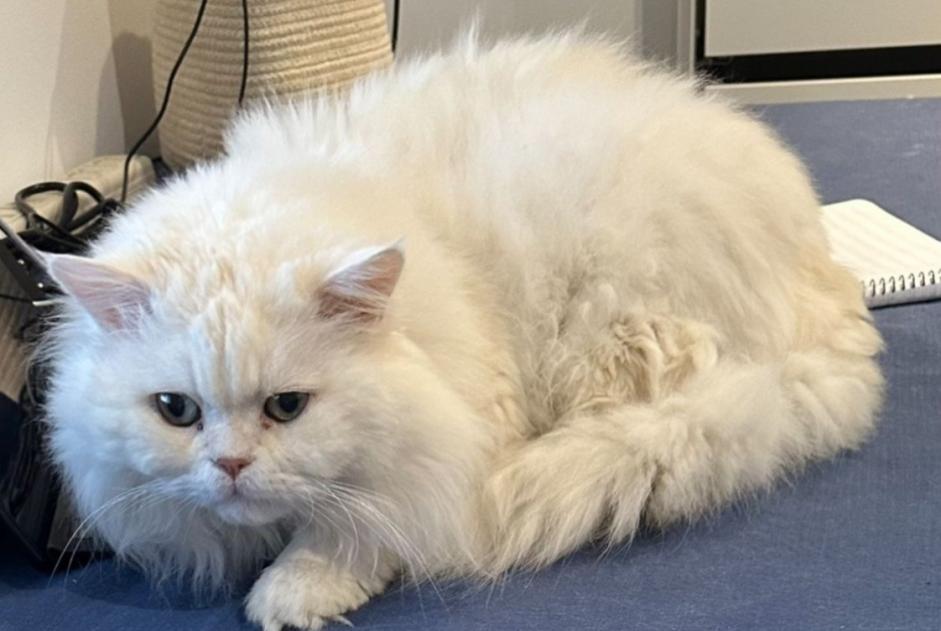 Avviso scomparsa Gatto  Maschio , 14 anni Montbrison Francia