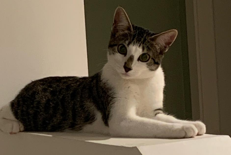 Avviso scomparsa Gatto Femmina , 1 anni Holtzheim Francia