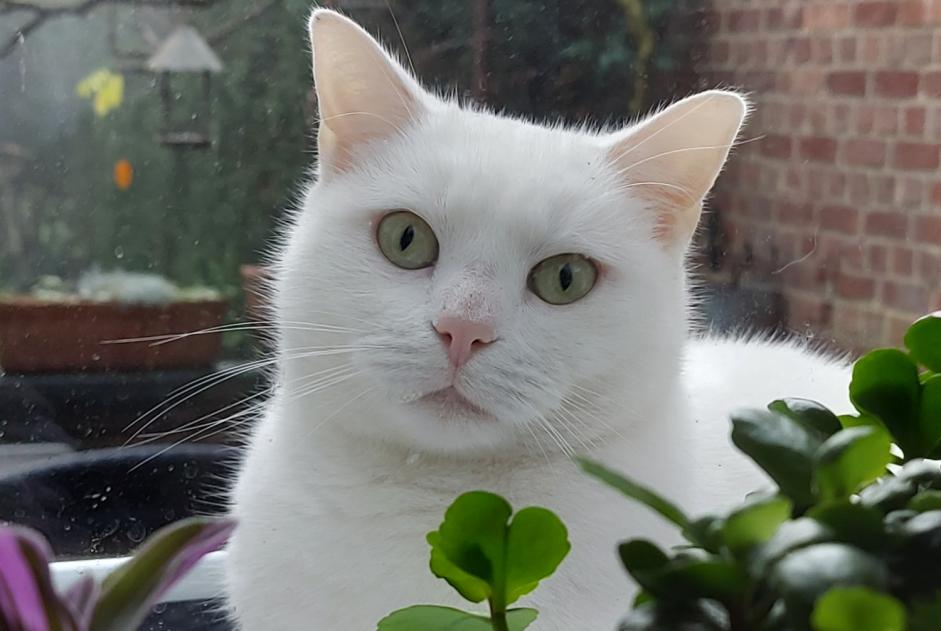 Avviso scomparsa Gatto  Femmina , 3 anni Liège Belgio