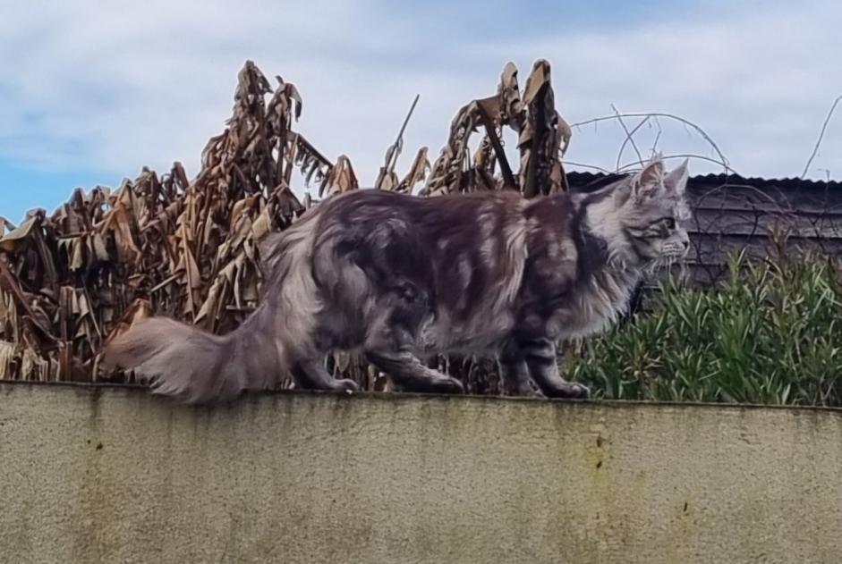 Avviso scomparsa Gatto  Femmina , 6 anni Falleron Francia