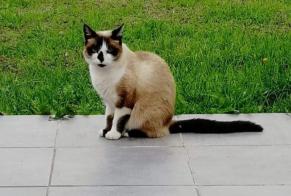 Avviso scomparsa Gatto incrocio di razze Femmina , 8 anni Damgan Francia