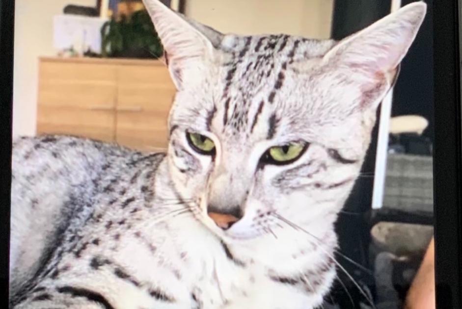 Avviso scomparsa Gatto  Maschio , 5 anni Montbéliard Francia