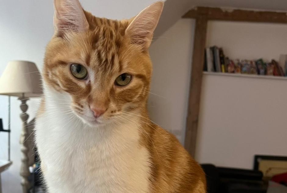 Avviso scomparsa Gatto Maschio , 3 anni Paris Francia