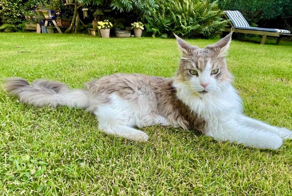 Avviso scomparsa Gatto  Maschio , 5 anni Braine-l'Alleud Belgio