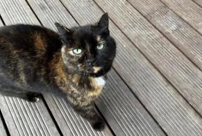 Avviso Ritrovamento Gatto Femmina , 3 anni Massongex Svizzera