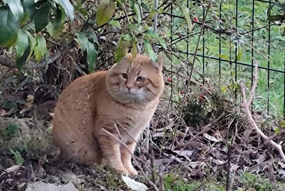 Avviso Ritrovamento Gatto Non conosciuta Toulouse Francia