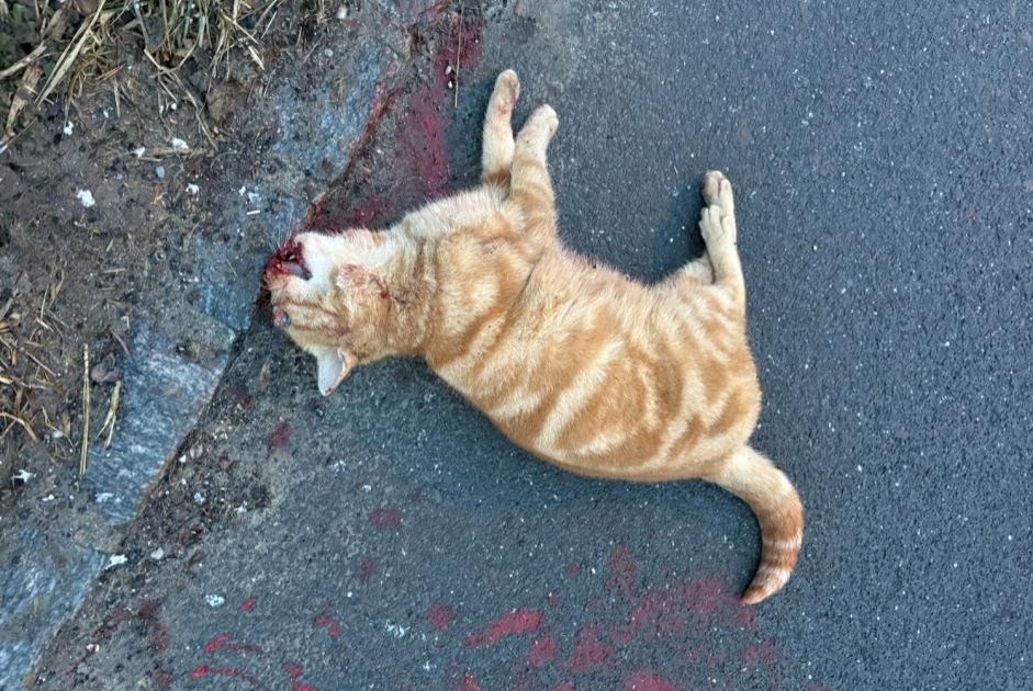 Avviso Ritrovamento Gatto Non conosciuta Bois-d'Amont Svizzera