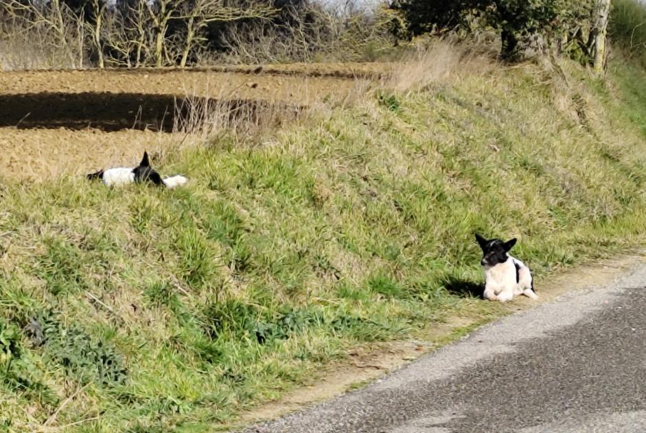 Ontdekkingsalarm Hond rassenvermenging Mannetje , 3 jaar Villasavary Frankrijk