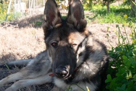 Alerta desaparecimento Cão  Macho , 1 anos Alhaurín el Grande Spain