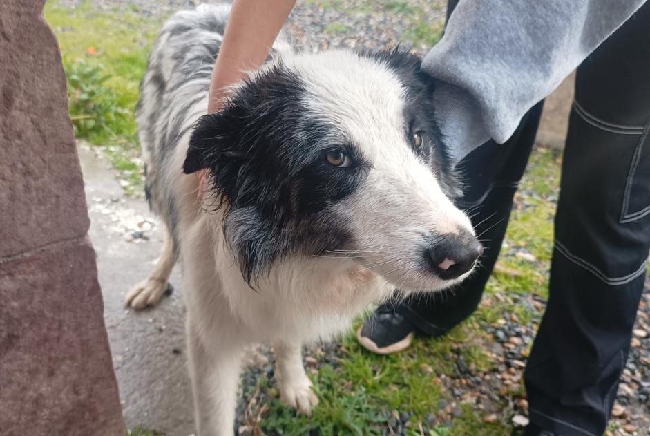 Alerta descoberta Cão  Macho Ossès France