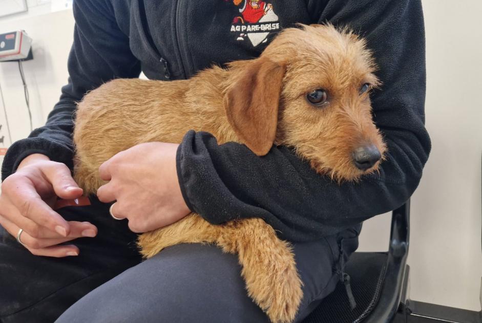 Alerta descoberta Cão  Fêmea Saint-Ciers-d'Abzac France