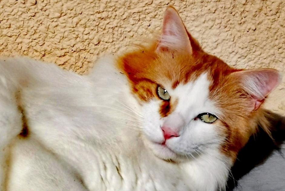 Alerta desaparecimento Gato cruzamento Macho , 6 anos Chaville France