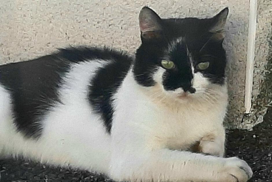 Alerta desaparecimento Gato cruzamento Macho , 3 anos Toulouse France