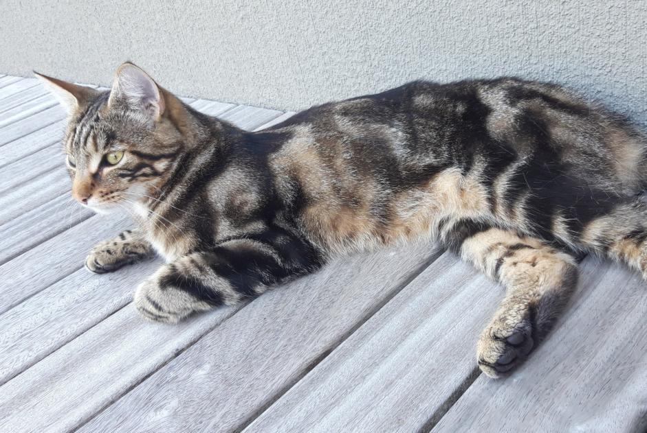 Alerta desaparecimento Gato Macho , 3 anos Estavayer Switzerland