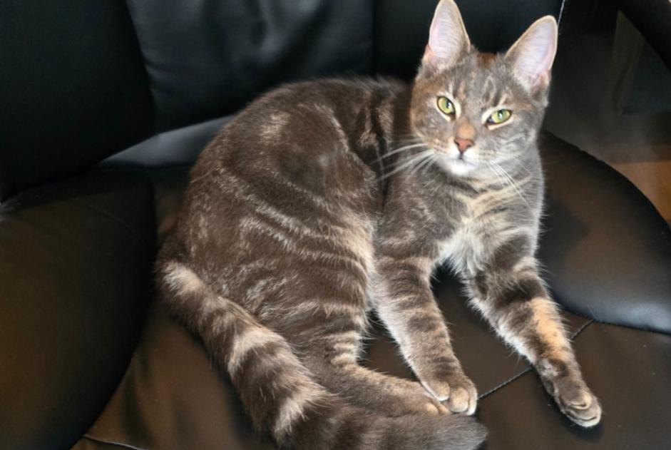 Alerta desaparecimento Gato cruzamento Macho , 2 anos Hoogeveen Netherlands