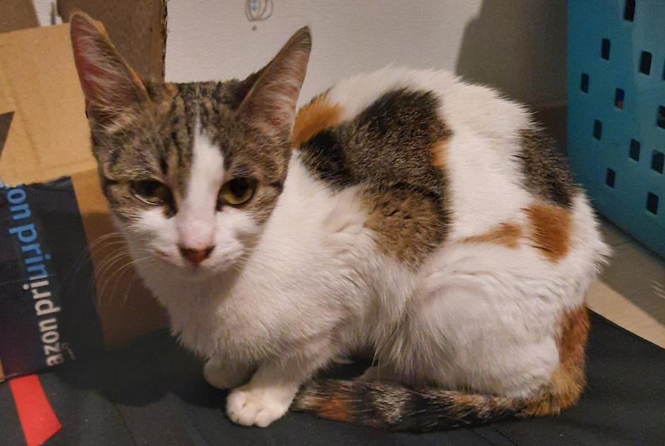 Alerta descoberta Gato Fêmea , 2 anos Auzouer-en-Touraine France