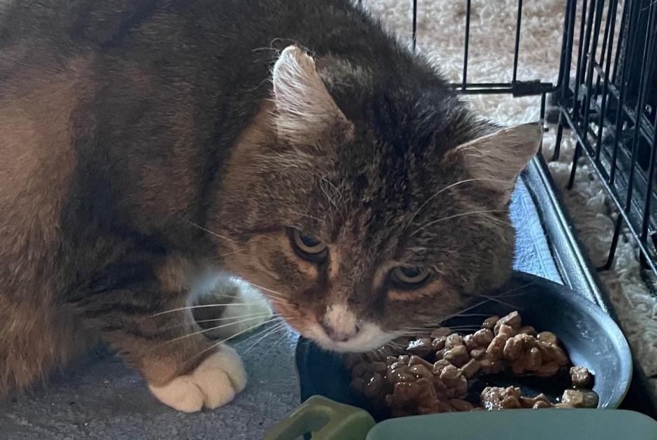 Alerta descoberta Gato cruzamento Macho Pont-la-Ville Switzerland